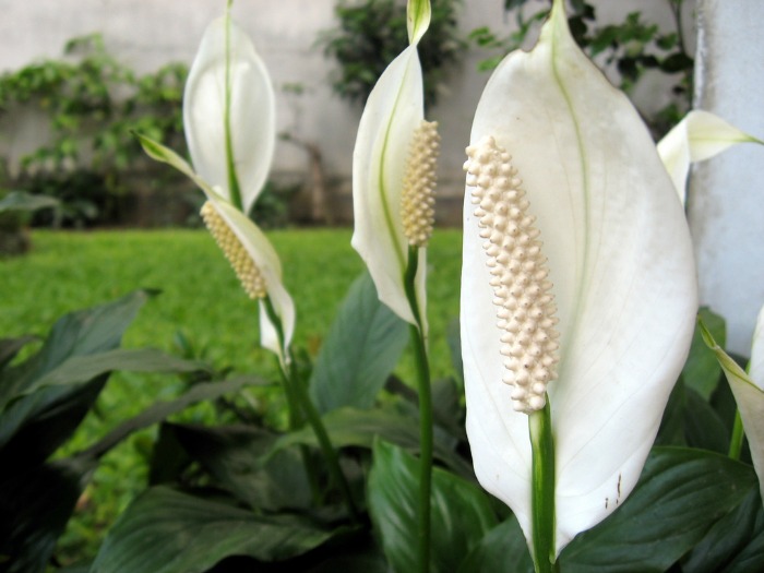 A Peace lily can be grown indoors in lower light conditions.