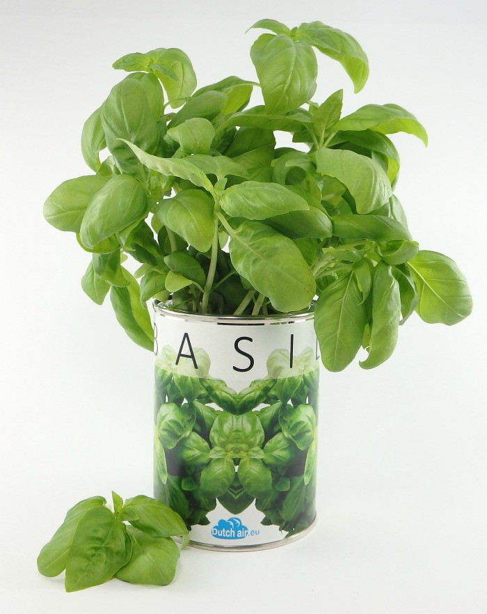 basil plant