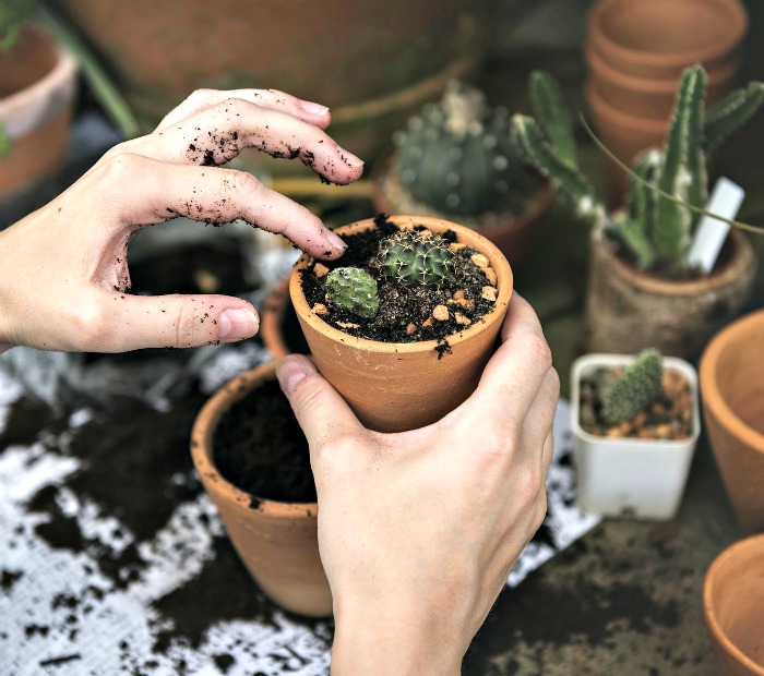 Inspect plants and tidy them up before you bring them indoor for the winter