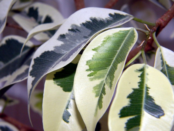 Keep the leaves of plants clean
