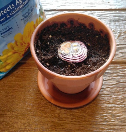 Plant the rooted onion bottom