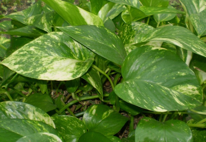Pothos 