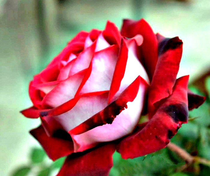 Osiria rose with red and white petals grown by one of my readers Carl H.