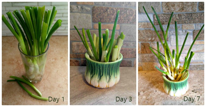 Spring onions are one of the easiest cut and come again vegetables. In a week, you will have more growth to use in cooking.