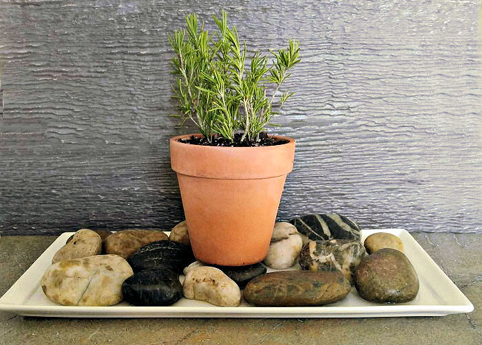 A pebble tray adds humidity for indoor plants