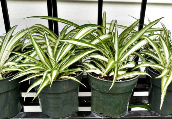 Take cuttings of spider plants for new house plants for free