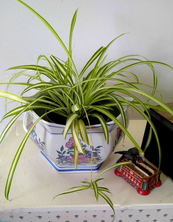 Spider plants are very easy to grow indoors.