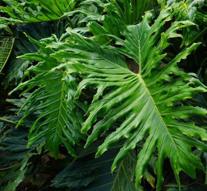 Split Leaf Philodendron