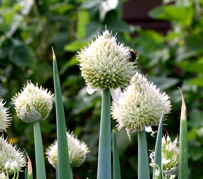 Flower umbrels on on spring onions produce seeds. 