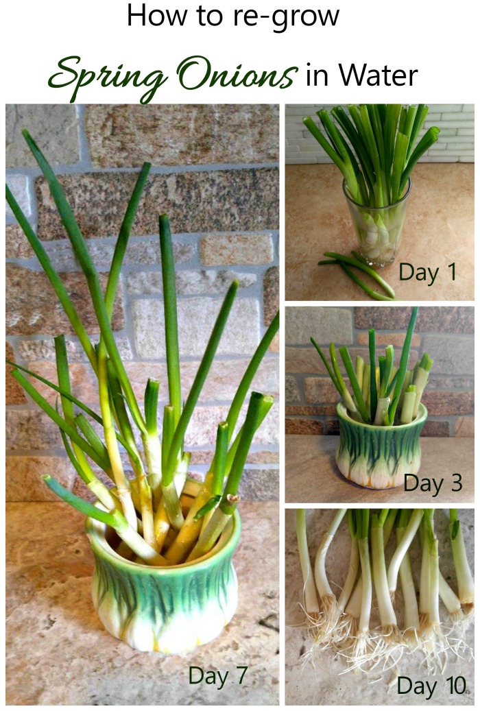 Spring onions are one of the easiest cut and come again vegetables. In a week, you will have more growth to use in cooking.