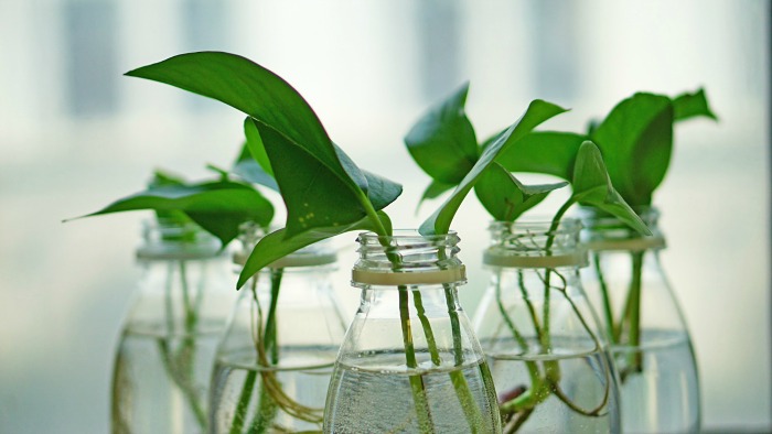 Many indoor plants grow from cuttings