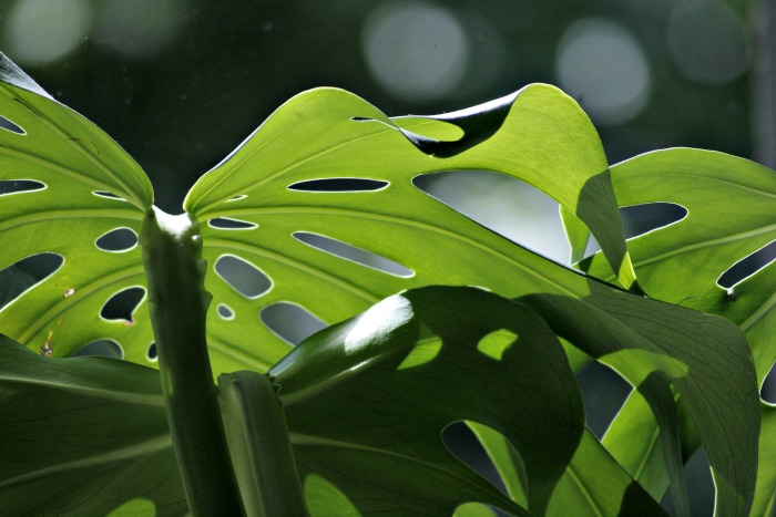 The Swiss cheese plant - Monstera Deliciosa has distinctive holes in the leaves.