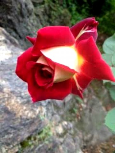 Reader of the Gardening Cook, Tom, shared his Osiria rose photo