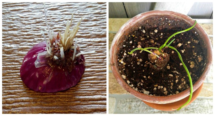 Growing onions bottoms