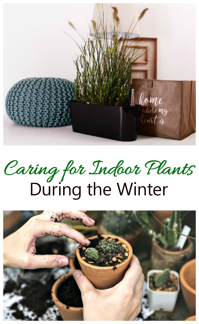 These tips for Winter house plant Care will make sure your indoor plants flourish all year long