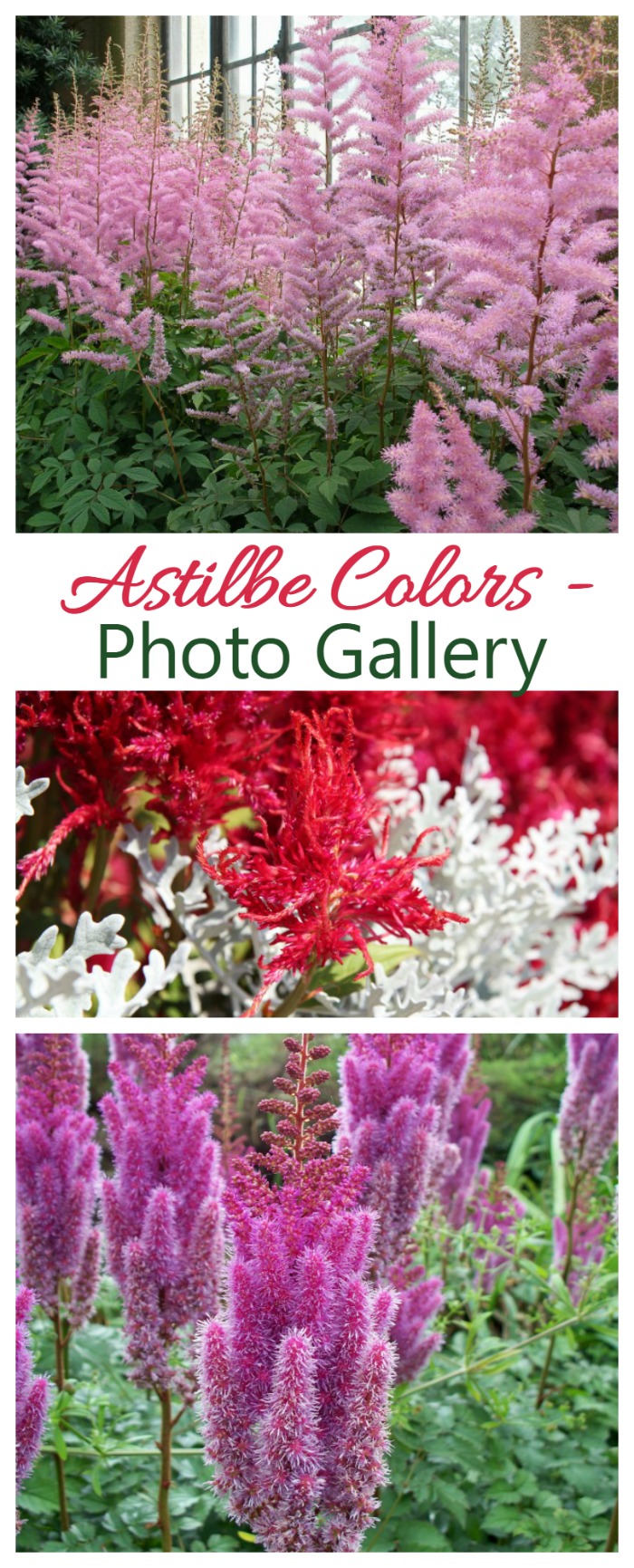 Astilbe colors run the gamut from pure white to deep red with dozens of shades of pink, peach and purple in between. The plant does best in a semi shady garden and will be the star all summer long.