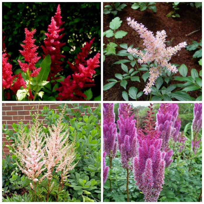 Astilbe Colors – The Stars of a Shade Garden