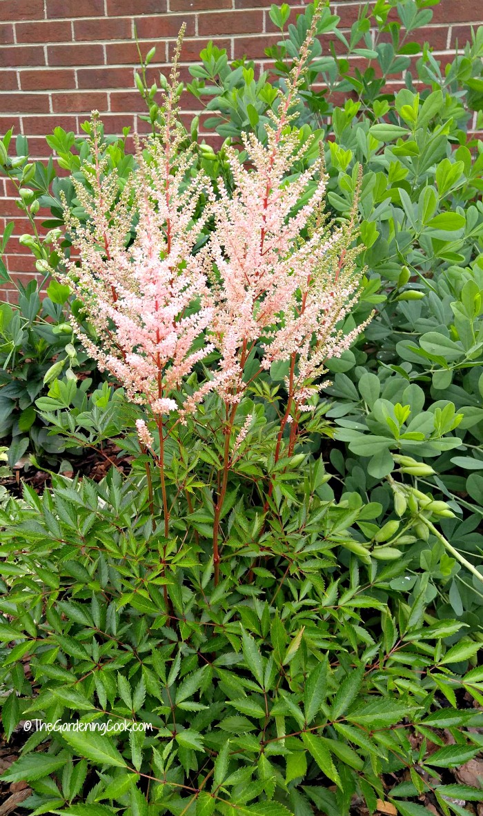 Pale peach colored flowers of astible