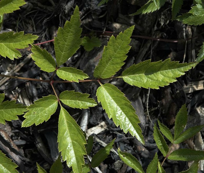 Astilbe leaves