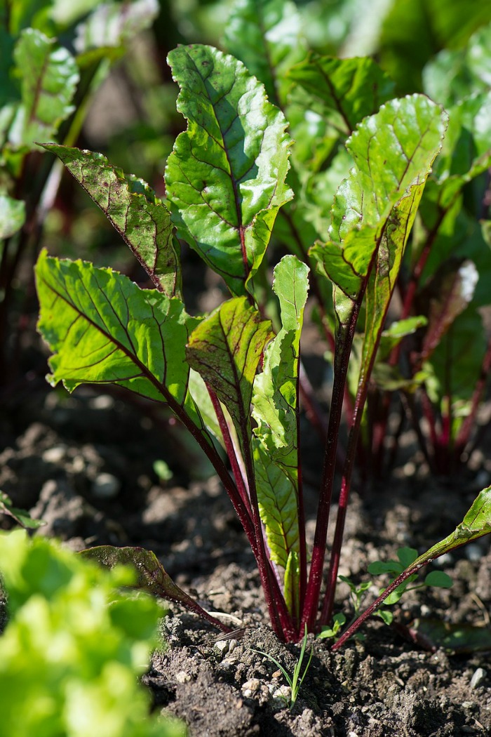 Beets are good cold weather crops and grow into the summer too.