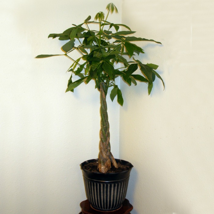 The braided money tree plant can take lower light levels