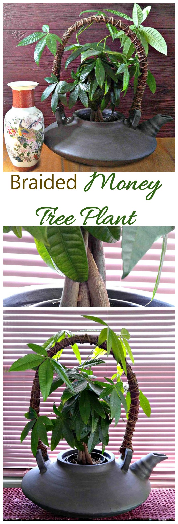 The Braided Money Tree Plant is a hardy and easy to grow indoor plant. It is normally grown with a braided trunk and is thought to bring good luck to the home. See my tips for growing this pretty plant on thegardeningcook.com