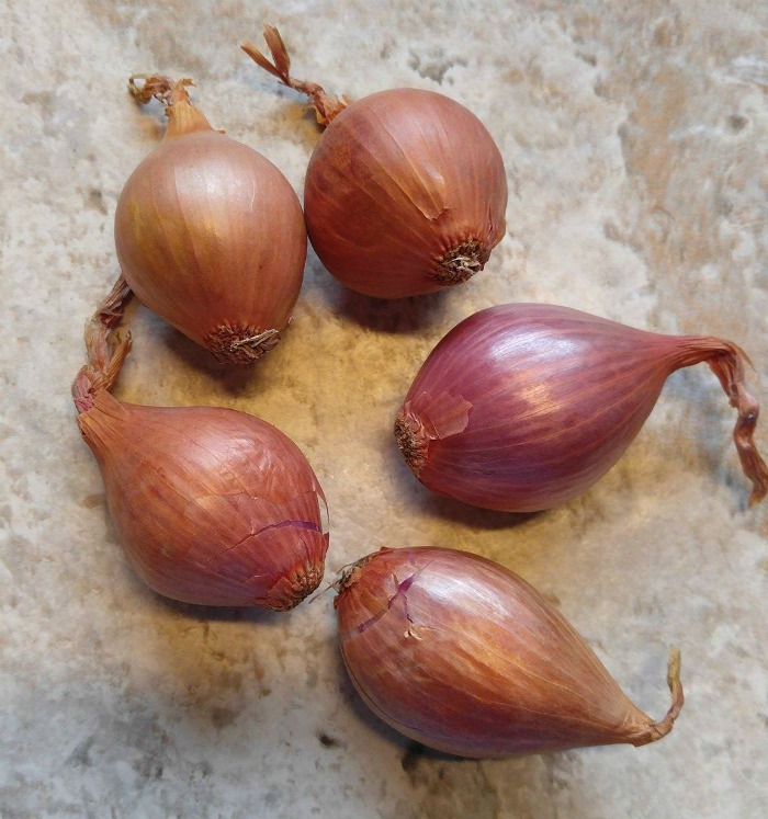 A shallot comes in bptj tan and purple colors and in various sizes