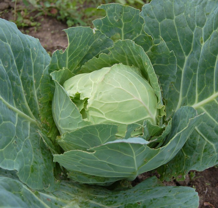Cabbage is a popular cold hardy vegetable