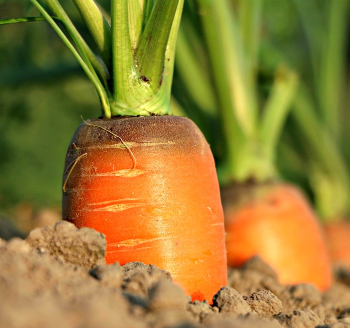 Carrots are sweeter in colder temperatures