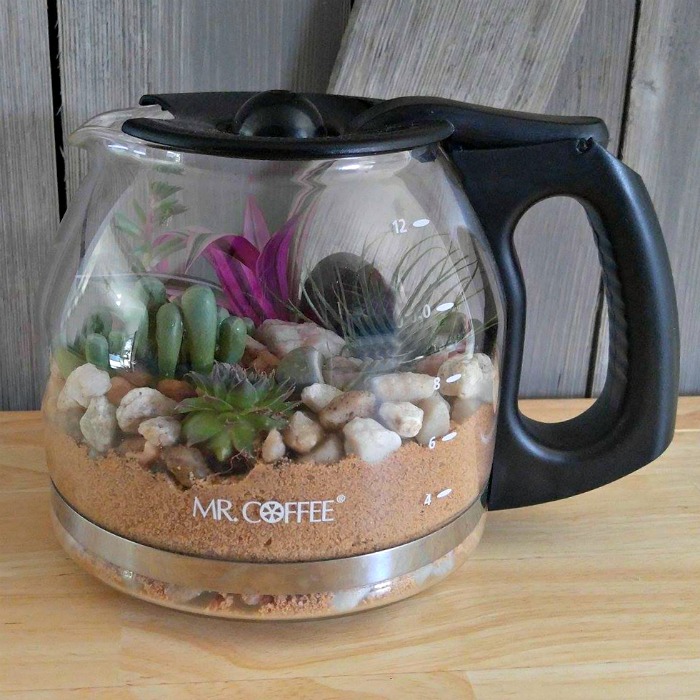 Coffee Pot Terrarium