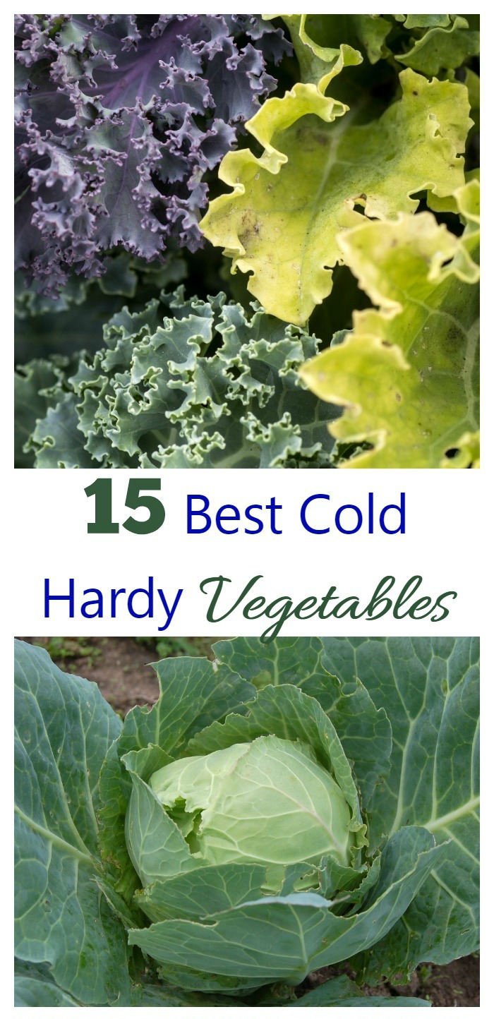 These 15 cold hardy vegetables can really take the cold weather in stride. Get a jump start on spring by getting them in the garden early.