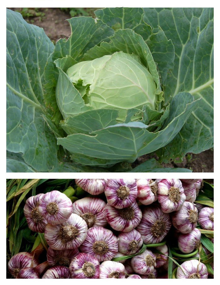 Cold hardy vegetables like cabbage and garlic can take the cool temperatures of very early spring.