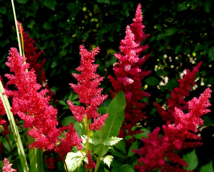 Deep red astilbe
