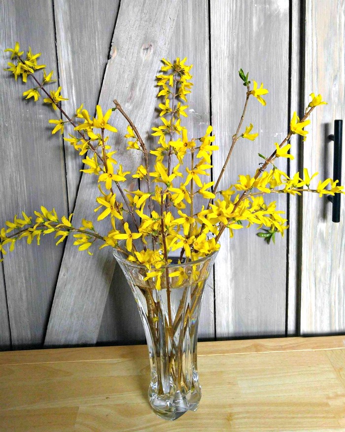 Forcing forsythia indoors