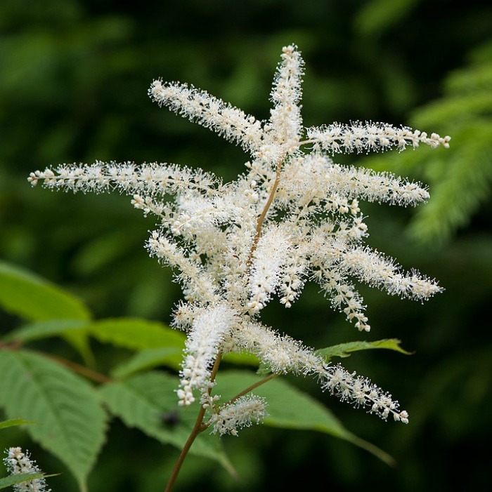 This white astilbe flower gives rise to the common name False Goat's beard