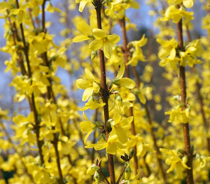 Forsythia flower buds