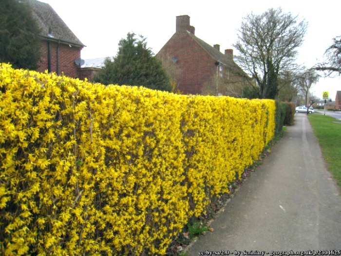 Forsythia hedge