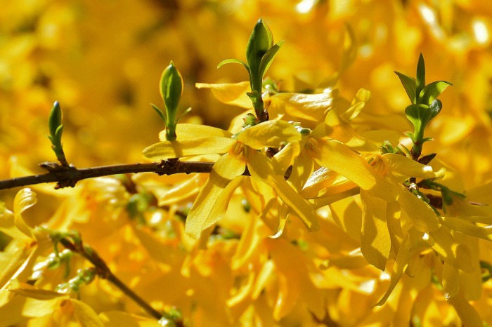 Forsythia leaves