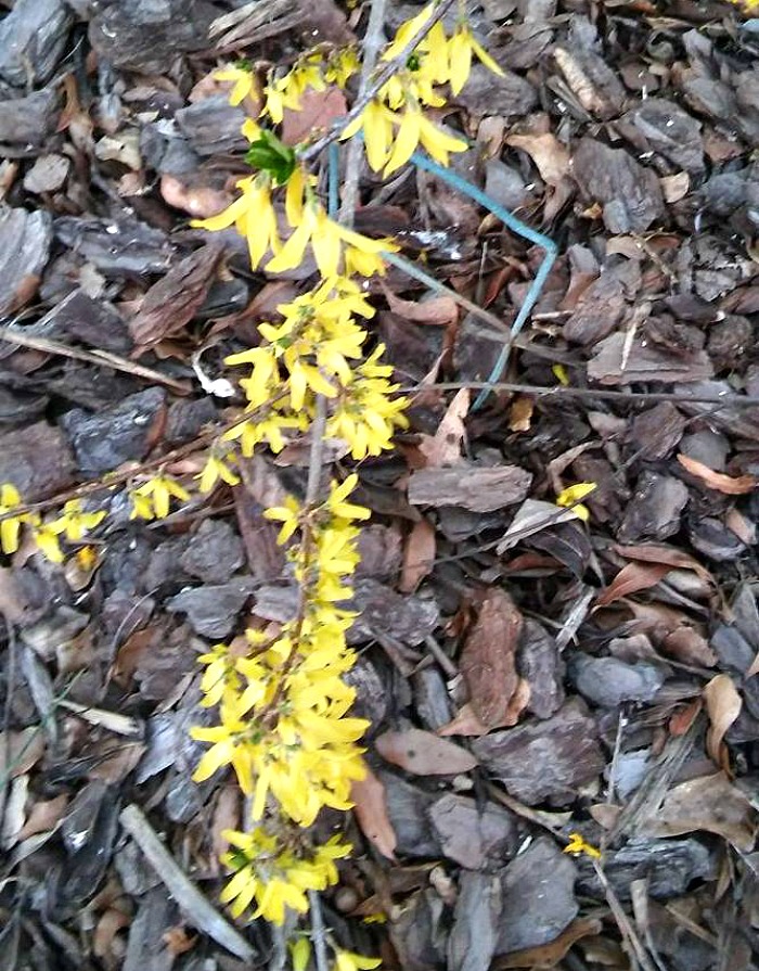 Forsythia rooting