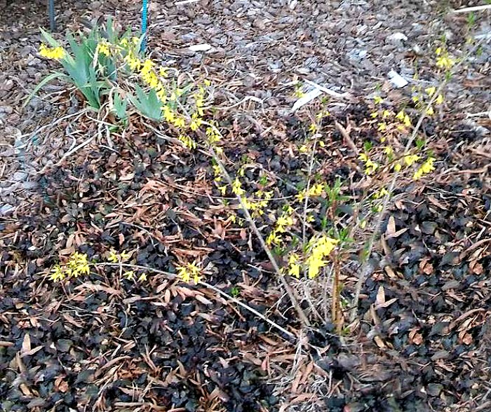 Forsythia seedling