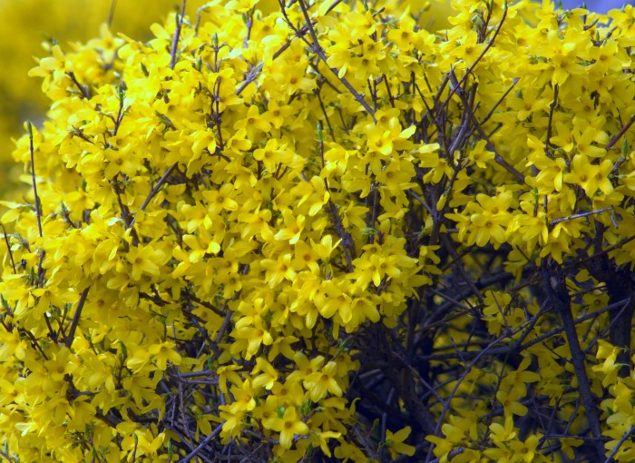 mature forsythia bush