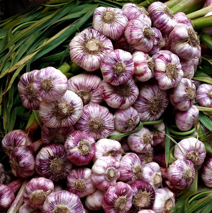 Garlic is one of the hardiest cold weather vegetable