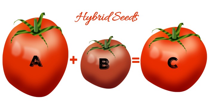 Hybrid seeds are generally more disease resistant but less flavorful