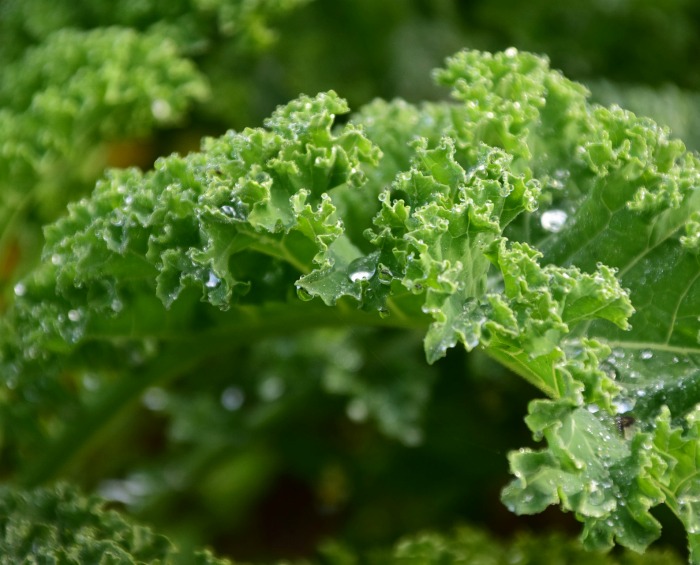 Kale loves the cooler days of spring