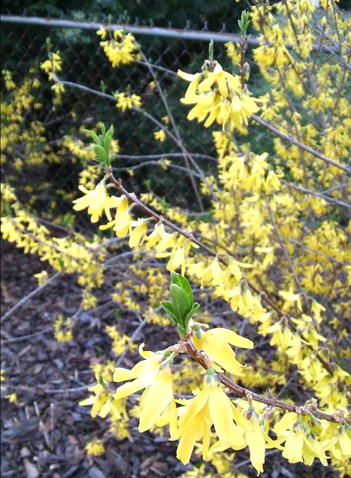 Forsythia leaves starting to grow.