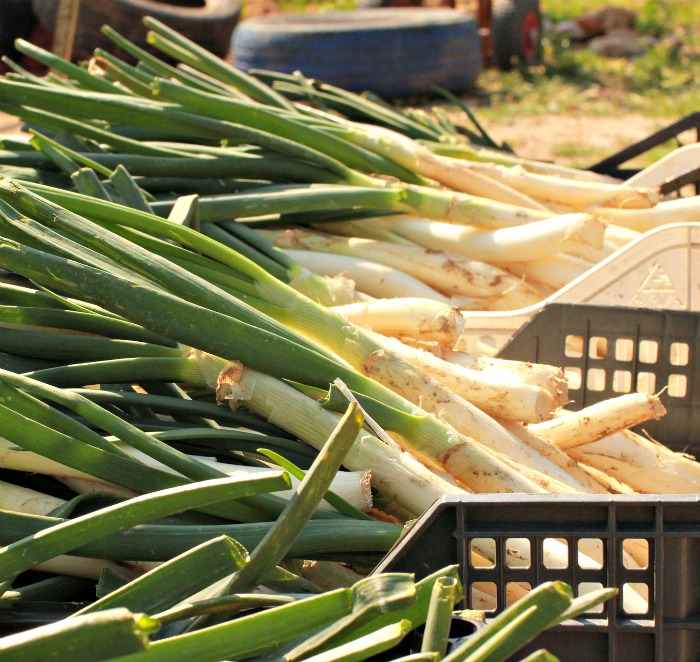 Leeks and other members of the onion family are cold hardy vegetables