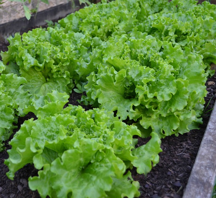 Leaf lettuce will bolt in the heat of summer