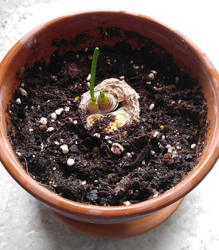 The onions sprouted in five days