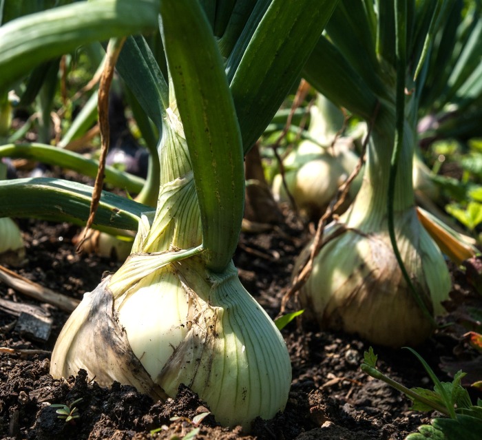 Onions are a popular cold hardy vegetable