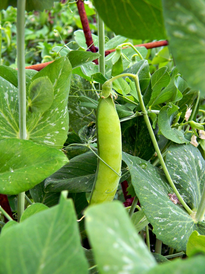 Garden peas will stop producing when the temperatures are too hot.